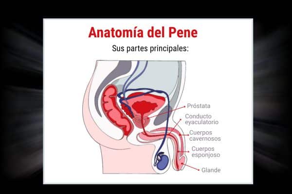 anatomía del pene