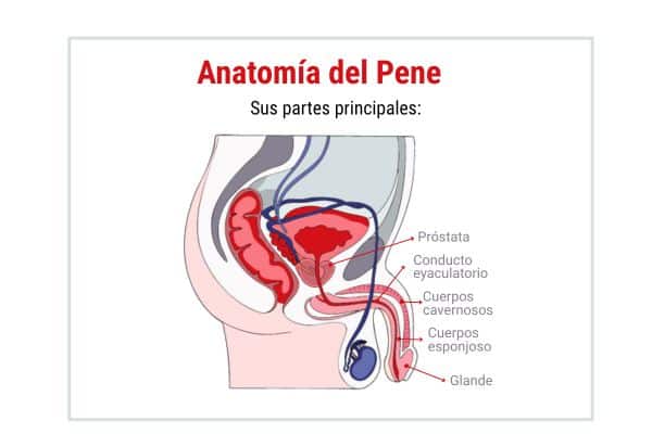 ANATOMIA DEL PENE