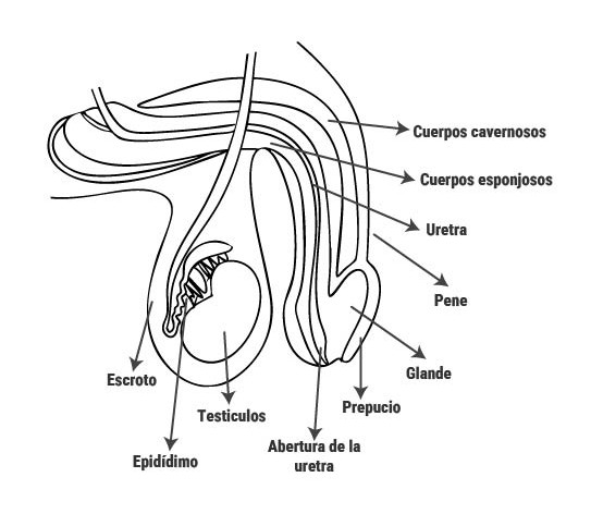 best male masturbator device Mitos y verdades sobre la masturbación que debes conocer